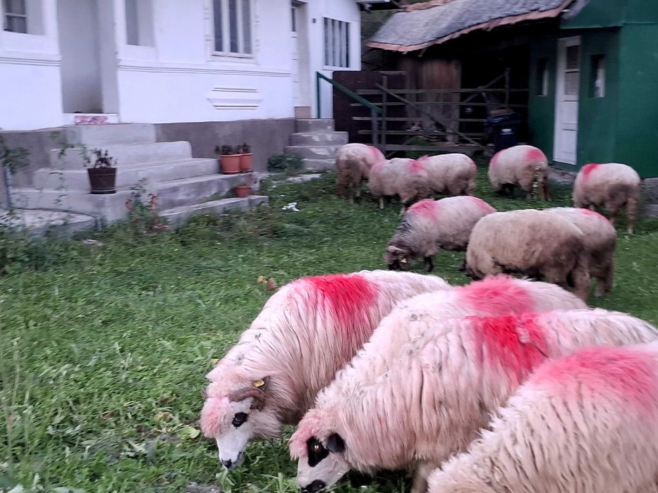 5 oi turcane de vanzare