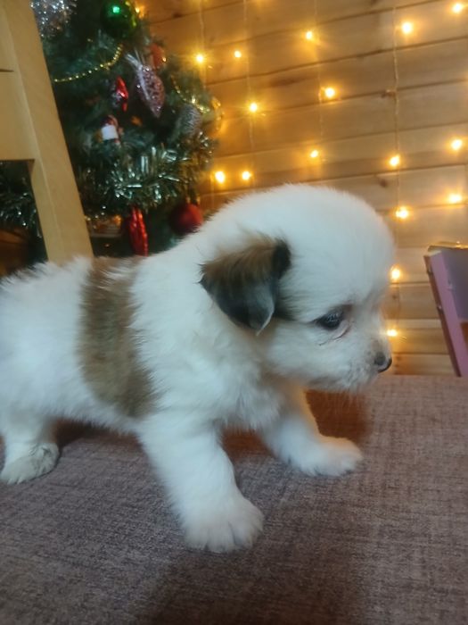 Кученца йорки - шпиц