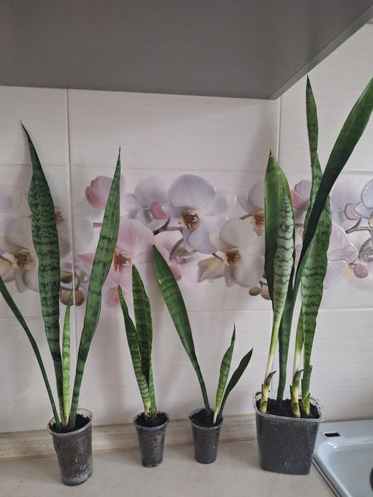 Продается цветок сансивьерия.Находимся на пр.Н.Абдирова