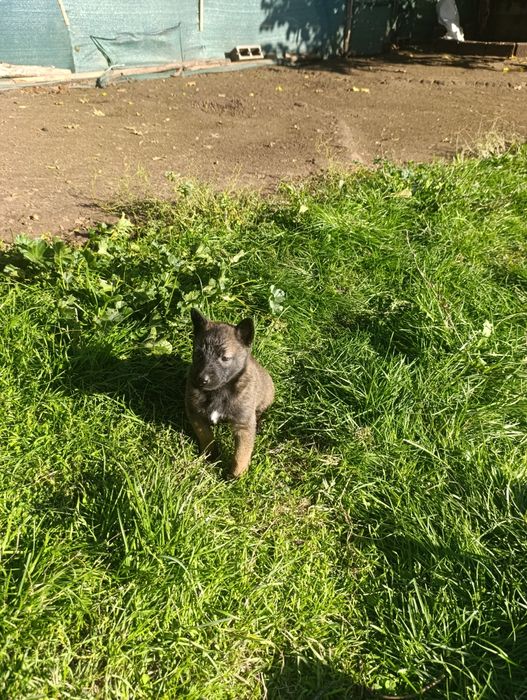 Чистокръвни малки белгийски овчарки Малинуа малионис