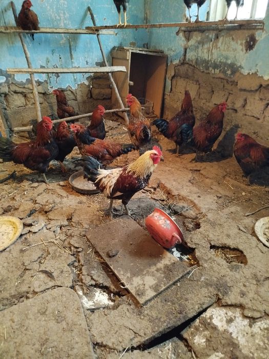 Петухи на мясо хорошие откормленные