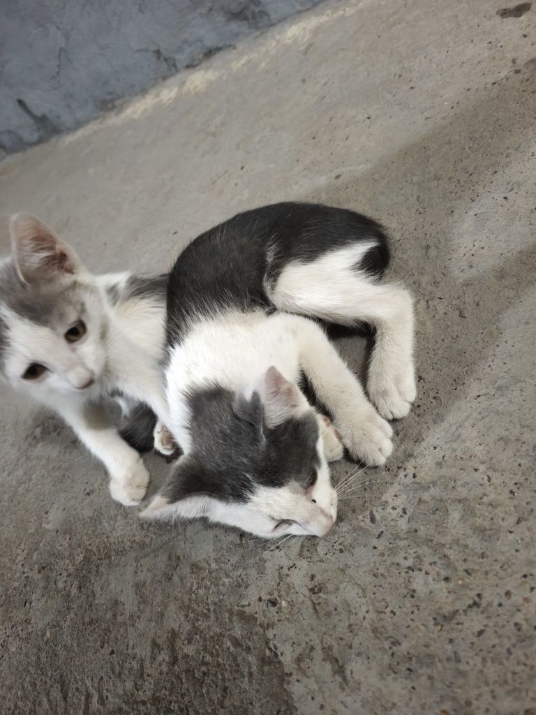 Котята отдам даром