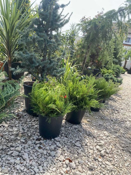 Plante ornamentale speciale pentru curți elegante și moderne