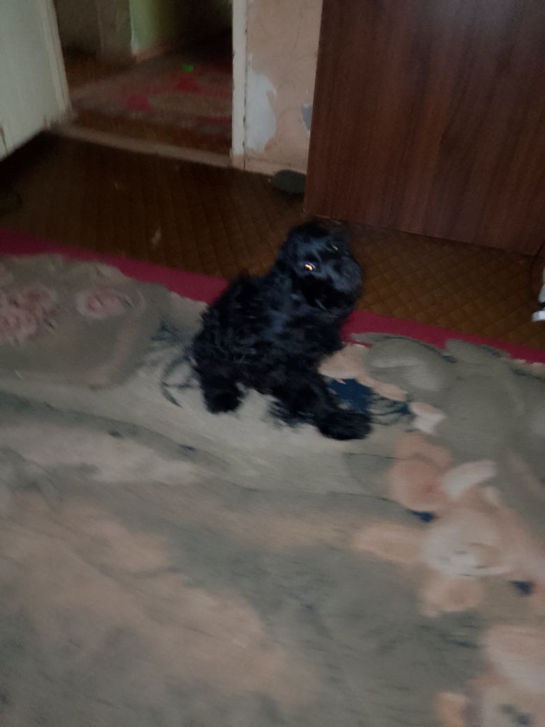 Продам собаку кокер спаниель английский
