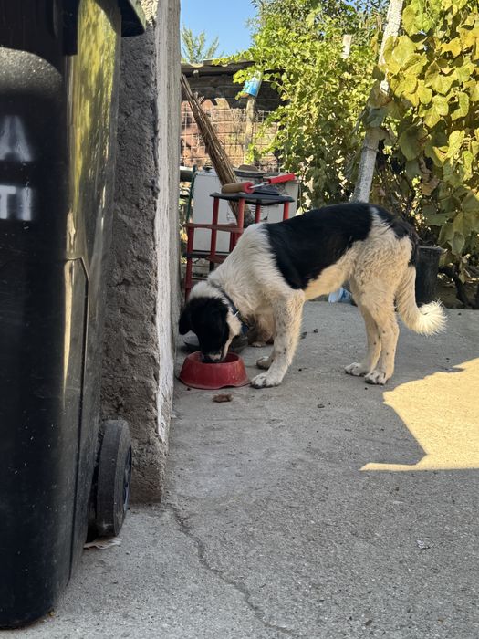 Femela Ciobanesc de Bucovina
