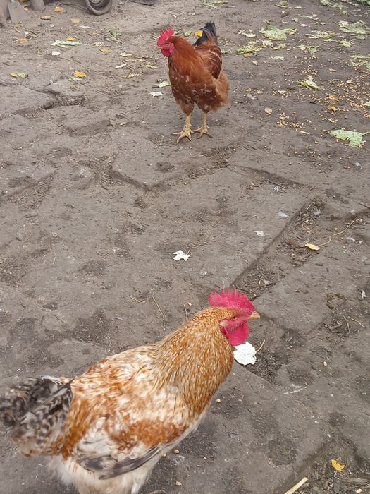 Vând cocoși și rate de tara crescute bio