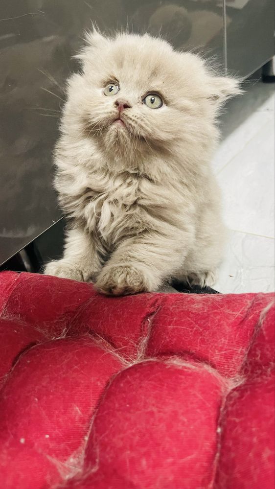 Скоттиш страйд мальчик