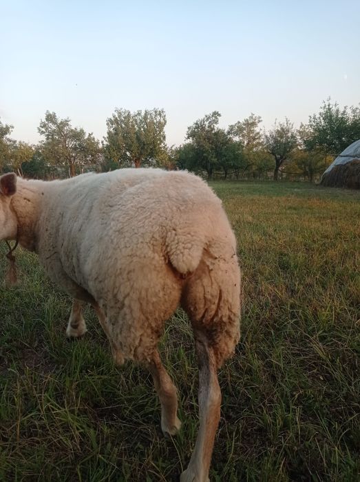 Vând oaie și berbec texel
