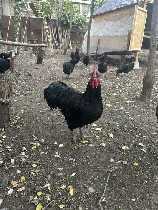 Cocosi australorp