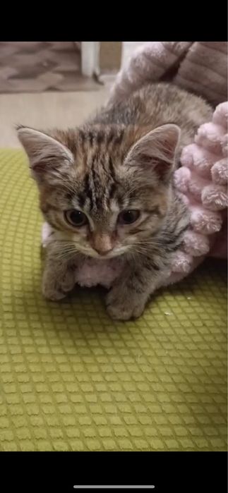 Котенок девочка