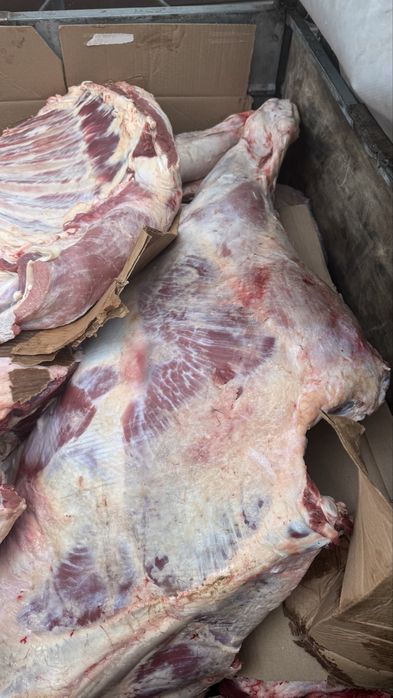 Продам халяль мясо молодняка говядины тушами, полтуши, сирак, кусками