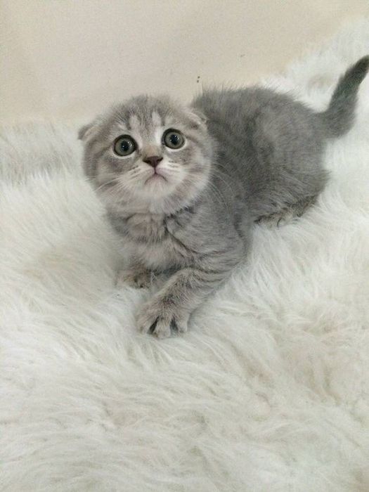Шотландский вислоухий котёнок