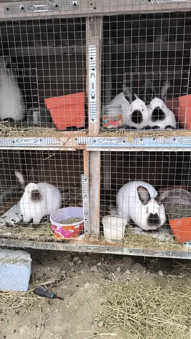 Фландр ва Калифорния тоза конли куёнлар сотилади