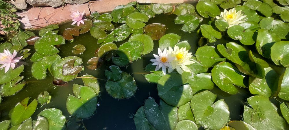 Продавам водни лилии и растения.