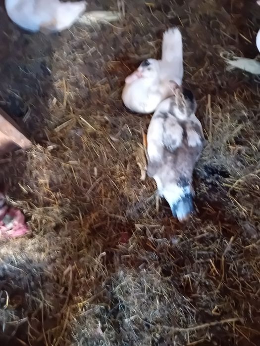 Vând rete mute cu tot cu bobocei de rata