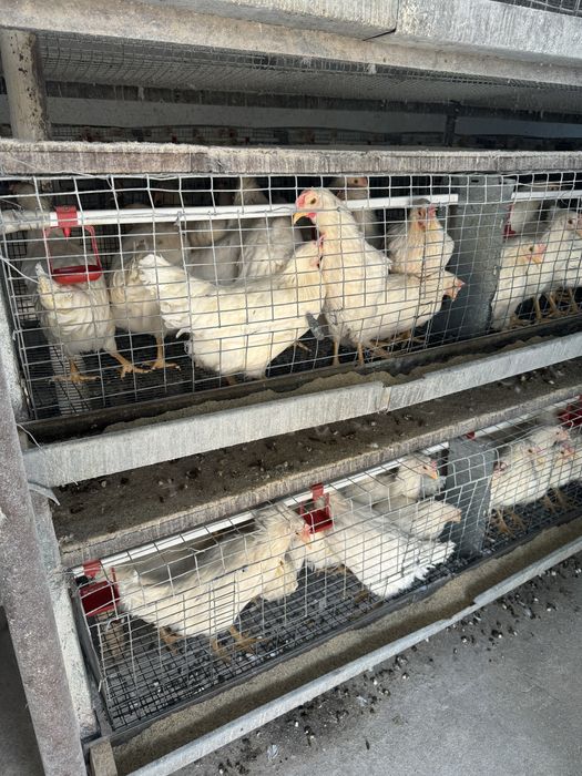 Ломан сенди товуклар сотилади