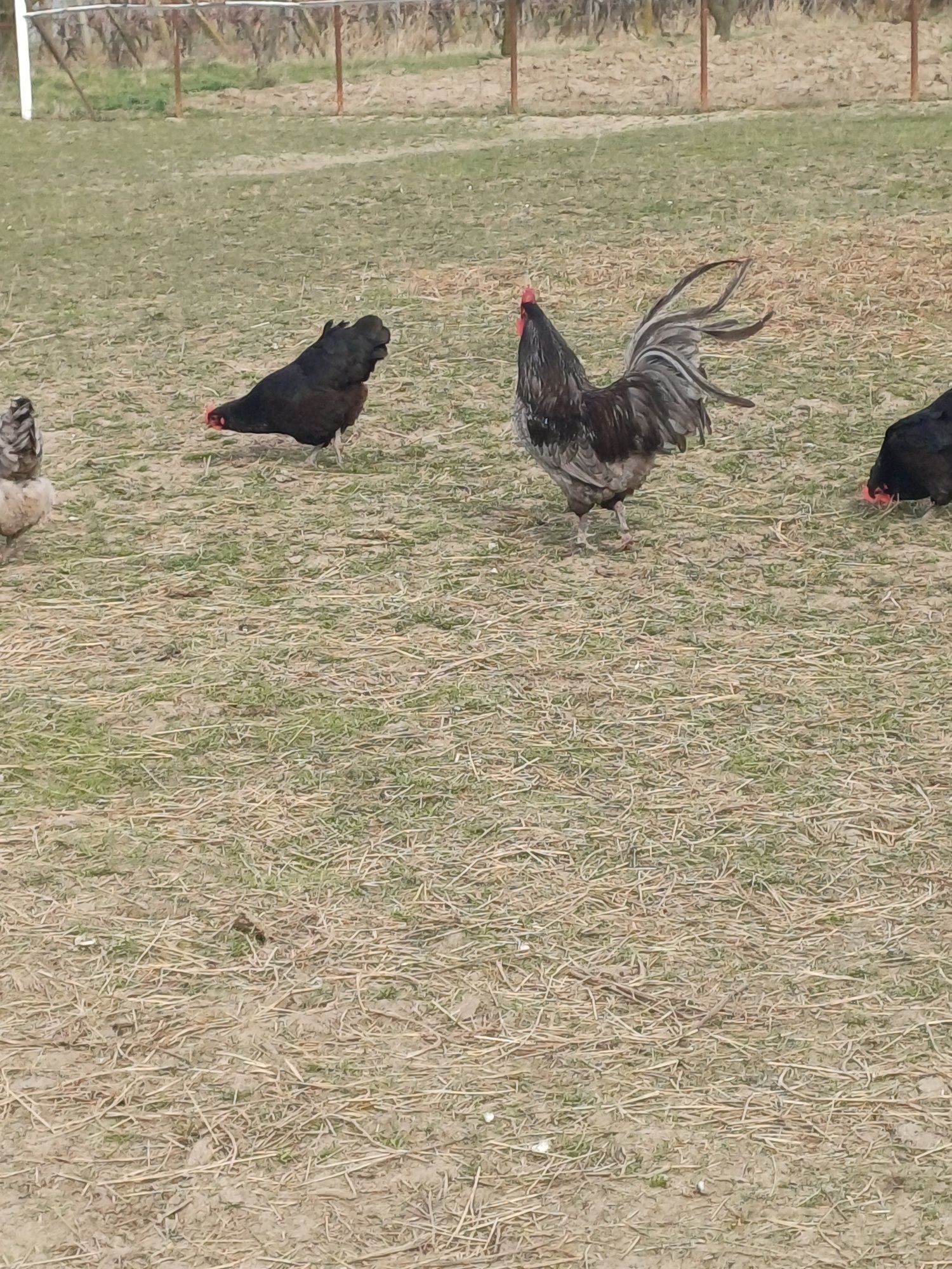 Oua australorp negru și albastru