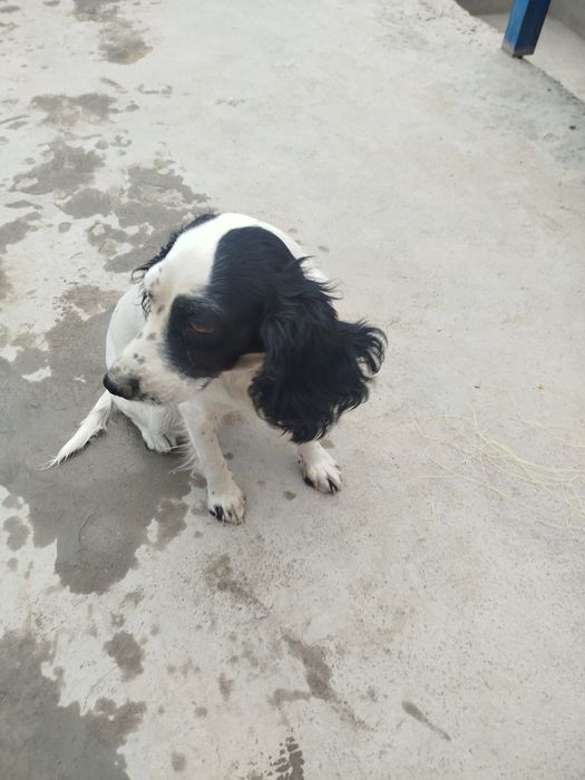 Ruski Sipaner Ahotnik kuchuk