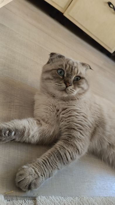 Шотланский вислоухий мысық.