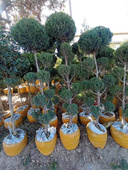 Majvenik stirchka spiral zaborni banzaylari bor chupachupis