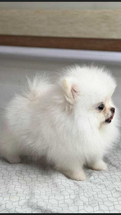 Pui Pomeranian talie mica