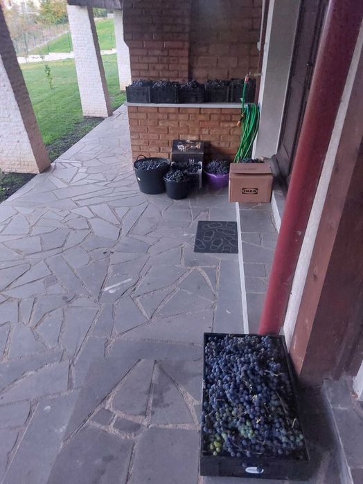 Suc natural din struguri si mere