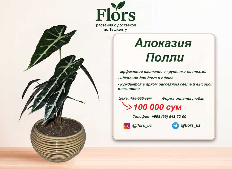 Цветы для дома и офиса - растение - Алоказия Полли