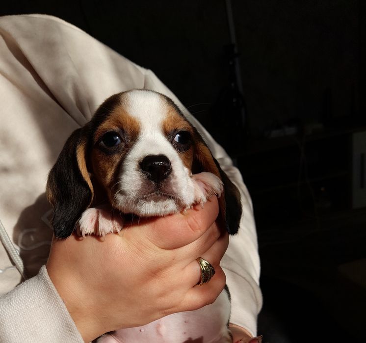 Oferta azi! Puiuti beagle tricolor și silver