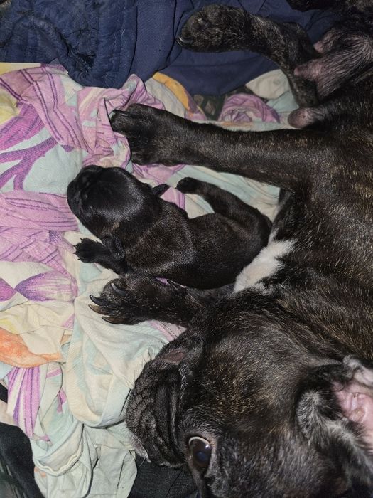 Продажа французский бульдожек