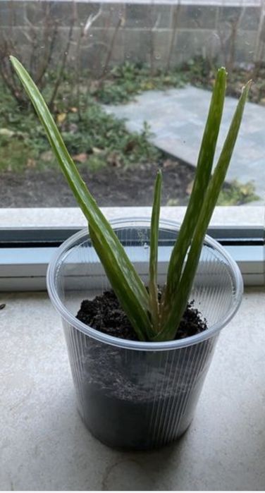 Лечебно Алое имам и малки и големи разтения