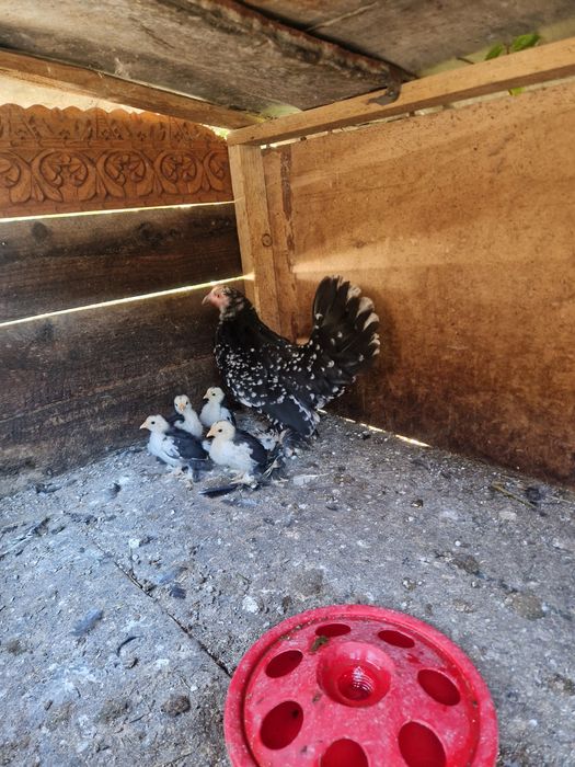 Vand gaina mii de flori negru alb