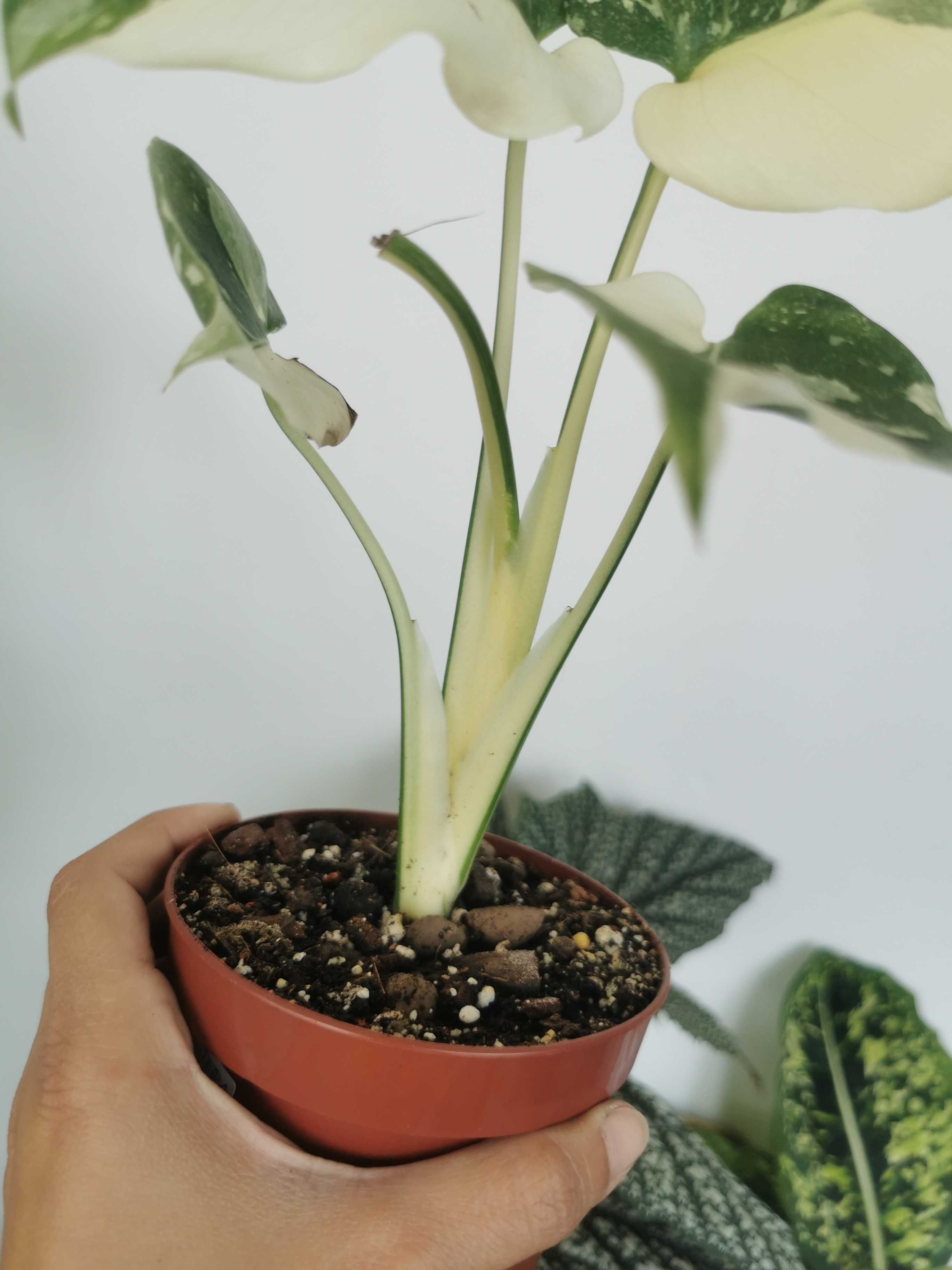 Monstera Thai Constellation, special variegation