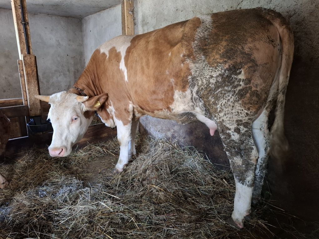 Vând junincă balțată cu vițel