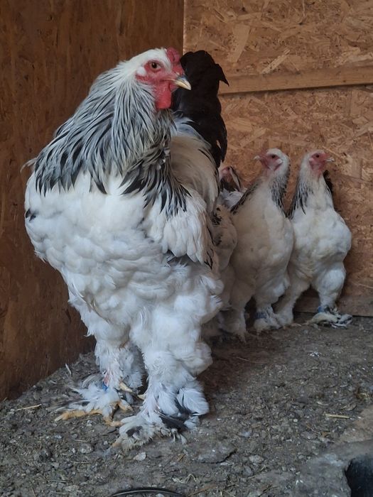 Familie brahma HD 2024