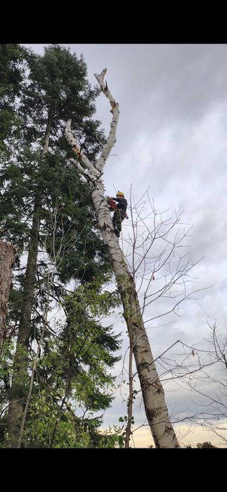 Реже опасни дървета