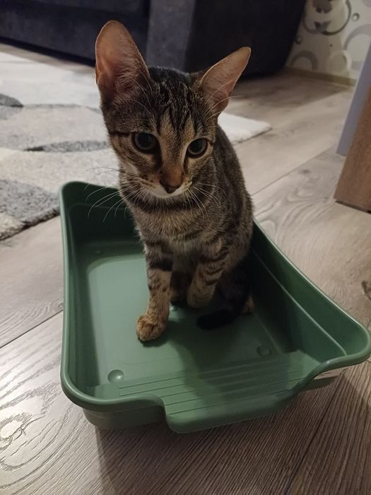 Adoptie pisicuta 7 luni, sterilizata, vaccinta, carnet de sanatate
