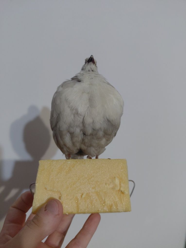 Mascul prepelita impaiat taxidermie