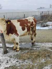 Vand vaca balțată românească