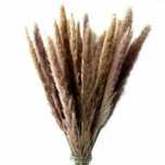15 Plante de Pampas Uscate Flori Decoratiuni Casa Nunta Interior
