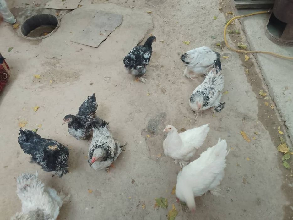 Продается брамо оригинал