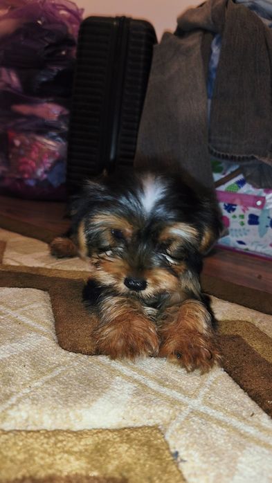 Yorkshire terrier
