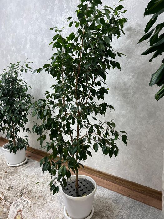 Продам Фикус Бенджамина, цветок большой