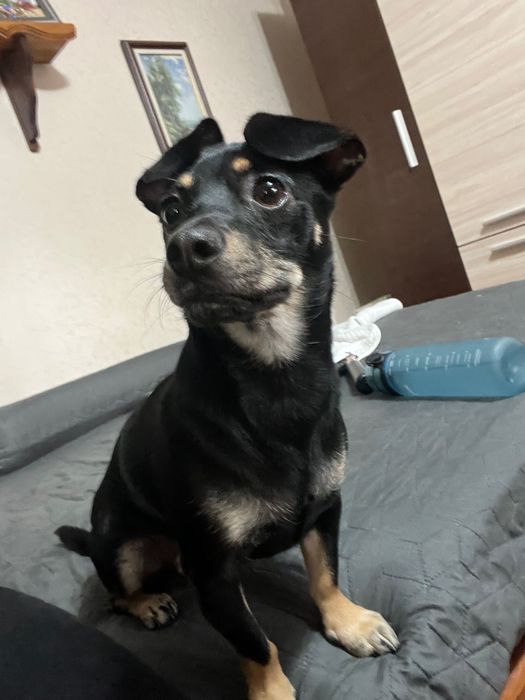 Пинчер/пинчероподобно сладурче