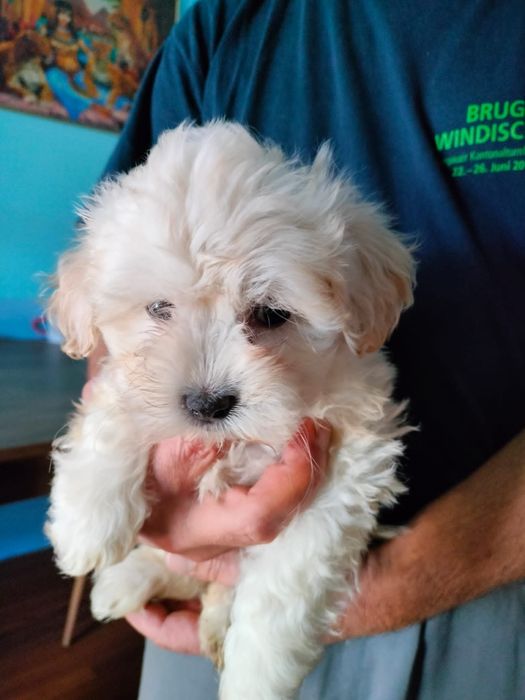 Maltipoo fetita mini toy disponibil
