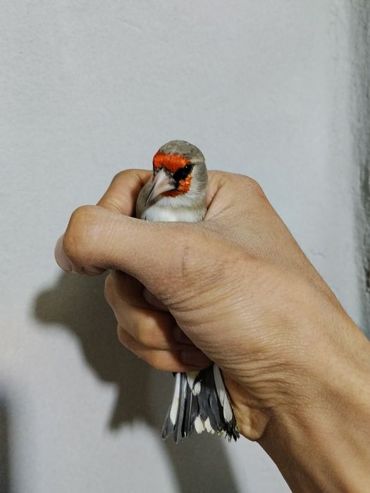 Norchi savala sotiladi