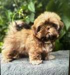 Bichon havanez  550 lei