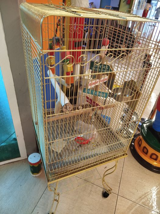 Золотая клетка новый