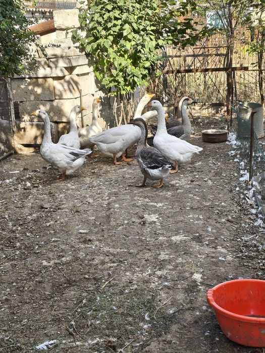 Boboci de gâscă de anul acesta