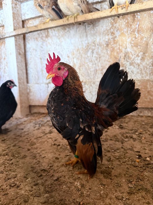 Cocosi serama, cea mai mica rasa de gaini