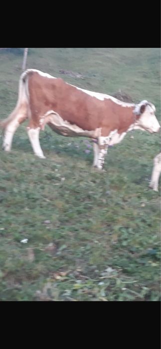 Vaca Baltata Romaneasca de vanzare